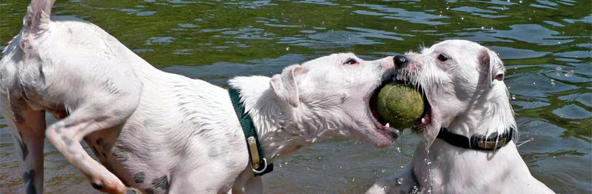 Jack Russell Terrier Games