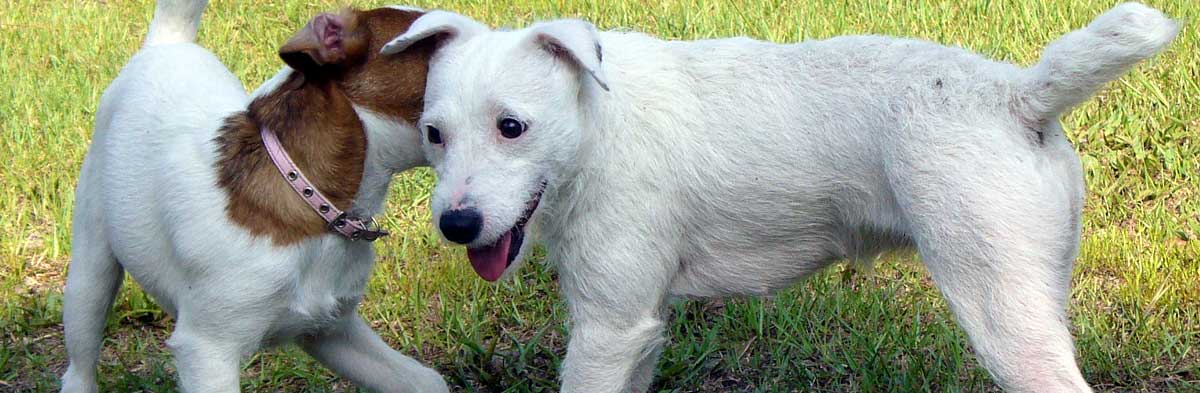 Grooming Jack Russell Terriers