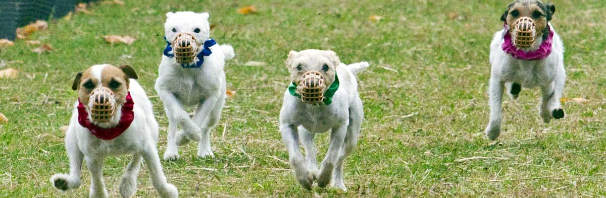 Measure the Height of Your Jack Russell Terrier