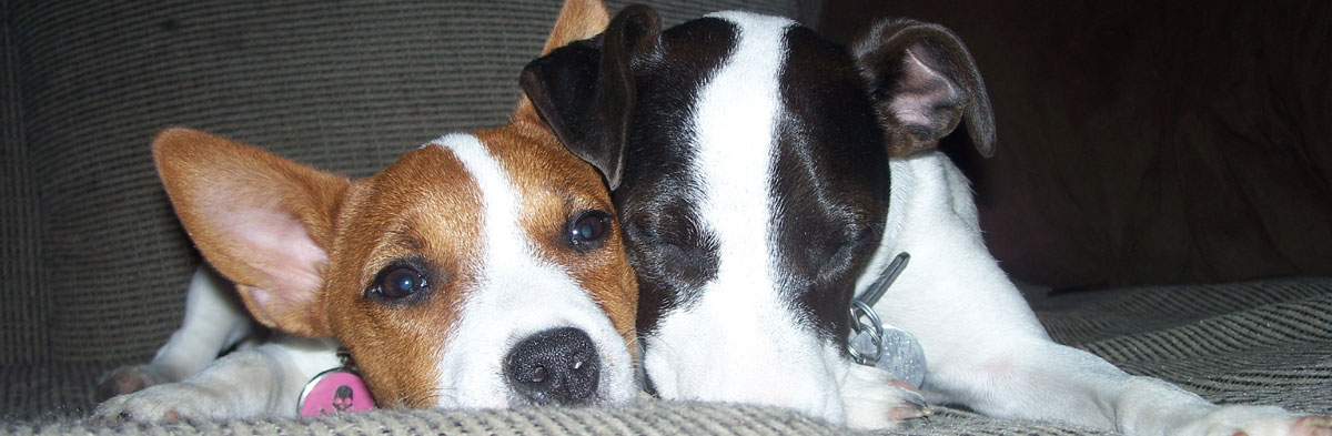 do jack russells get along with cats