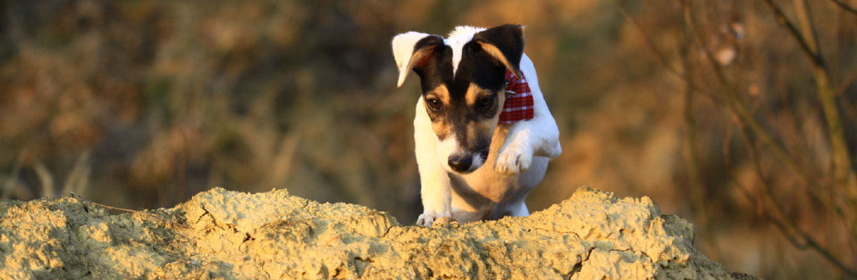 Jack Russell Terrier Club of America (JRTCA)