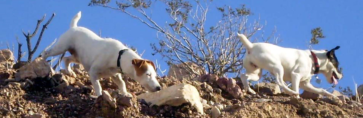 Jack Russell Terrier Club of America (JRTCA)