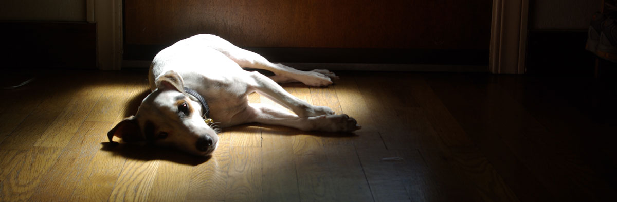Progressive Retinal Atrophy in Jack Russell Terriers