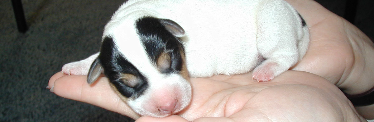 Jrtca puppies sales for sale