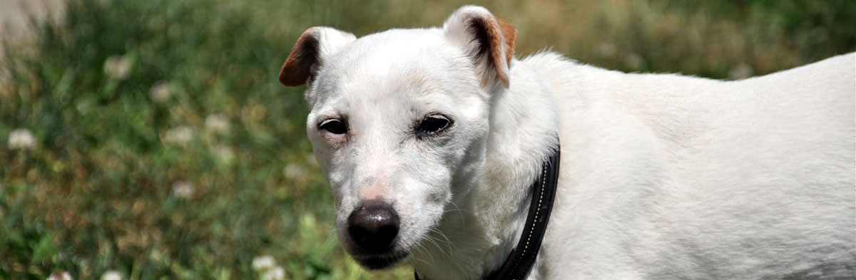 The Older Jack Russell Terrier