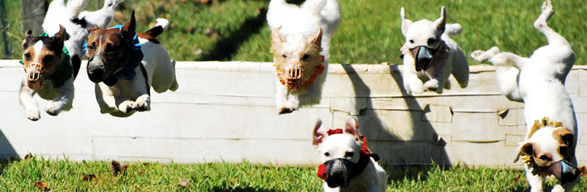 Jack Russell Terrier Racing