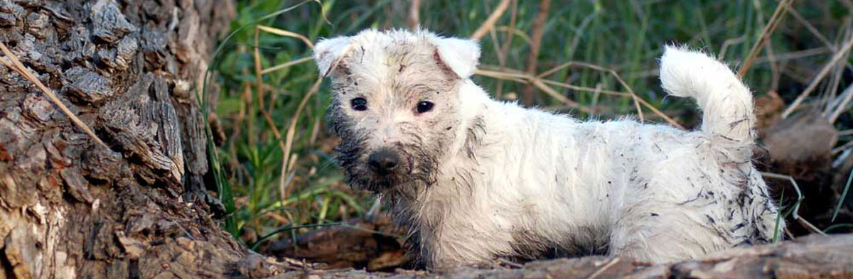 O REAL Jack Russell Terrier