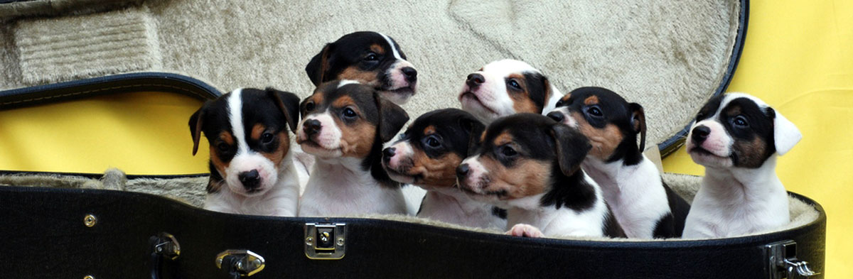 Jack russell terrier rescue shop near me