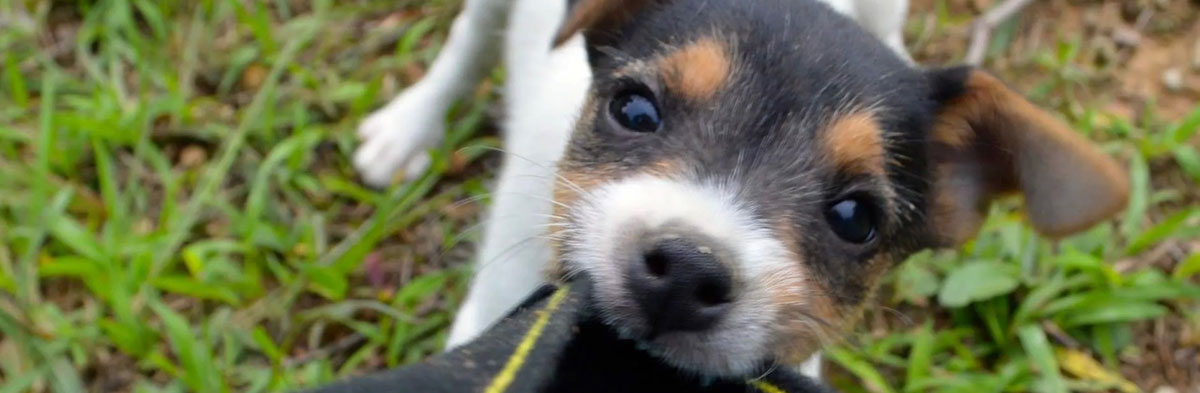 Grooming Rough Coated Jack Russell Terriers