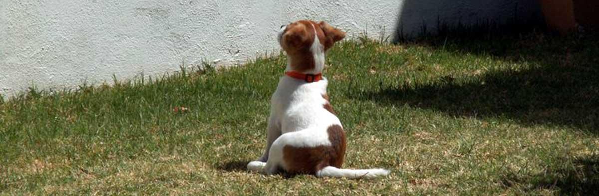 Jack Russell Terrier Jrtca Advice Scooting Anal Sacs Faq