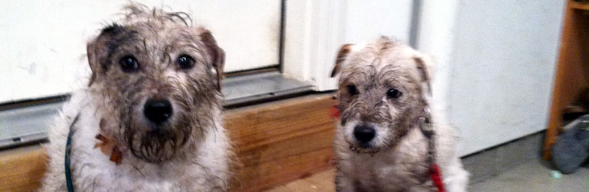 long haired jack russell shedding