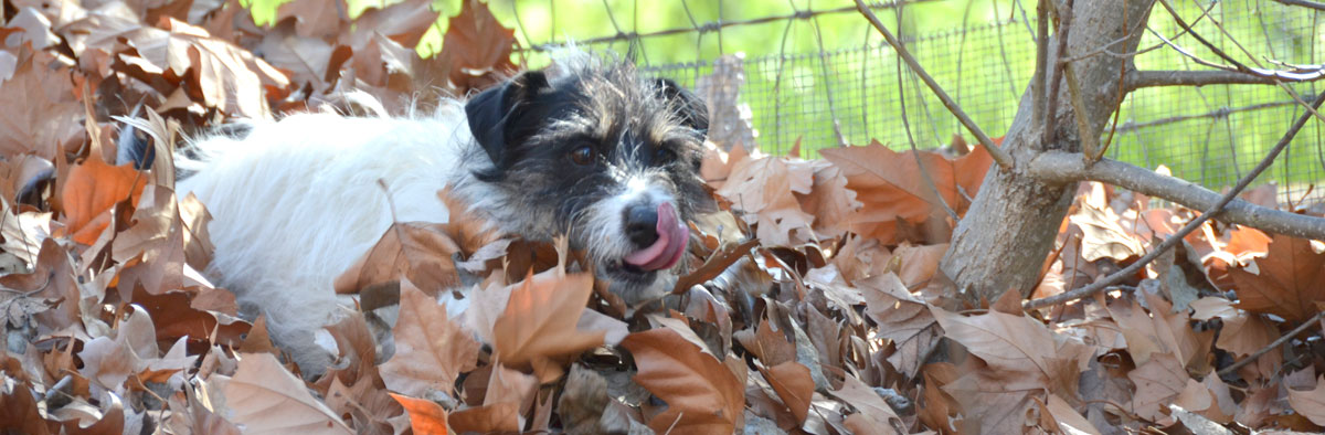 Stool Eating by Jack Russell Terriers