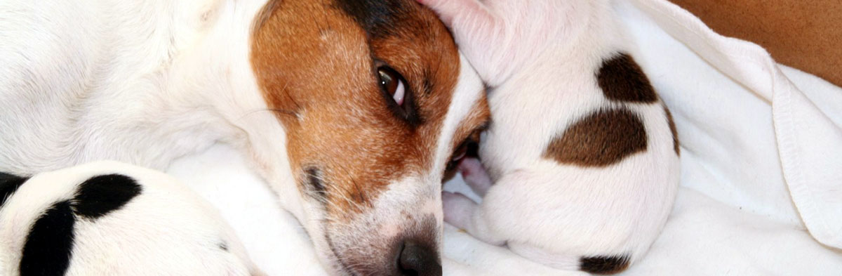 Jack Russell Terrier Stories