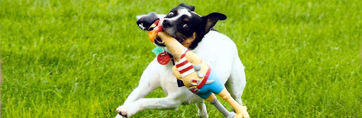 jack russell toys