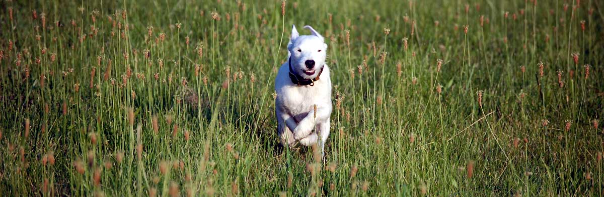 Jack Russell Terrier Trailing and Locating