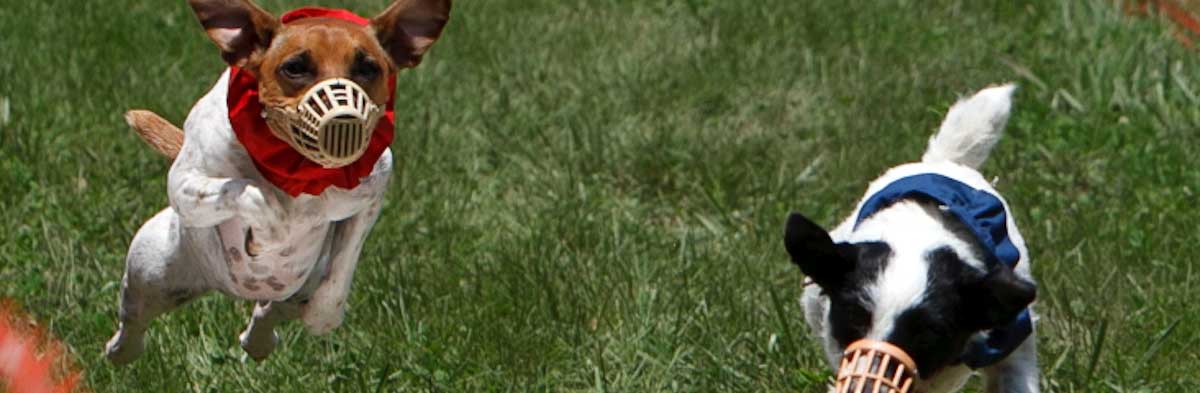 Jack Russell Terrier Club Of America Jrtca National Breed Club