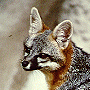 Grey Fox