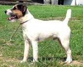 O verdadeiro Jack Russell Terrier