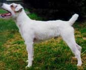 O verdadeiro Jack Russell Terrier