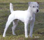 Jack Russell Terrier