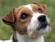 Jack Russell terrier