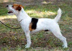 broken coat jack russell