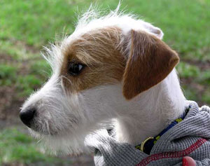 long haired russell terrier