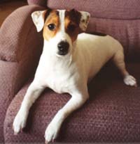 long haired short legged jack russell