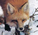 Red Fox