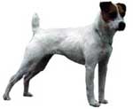 Jack Russell Terrier