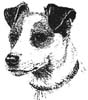 Jack Russell Head