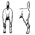 Hindquarters