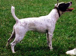 Spotted jack hot sale russell terrier