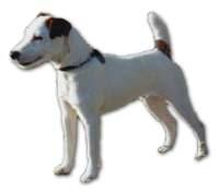 The Jack Russell Terrier