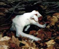 Working Jack Russell Terrier exiting the earth