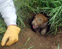 Working Jack Russell Terrier exiting the earth